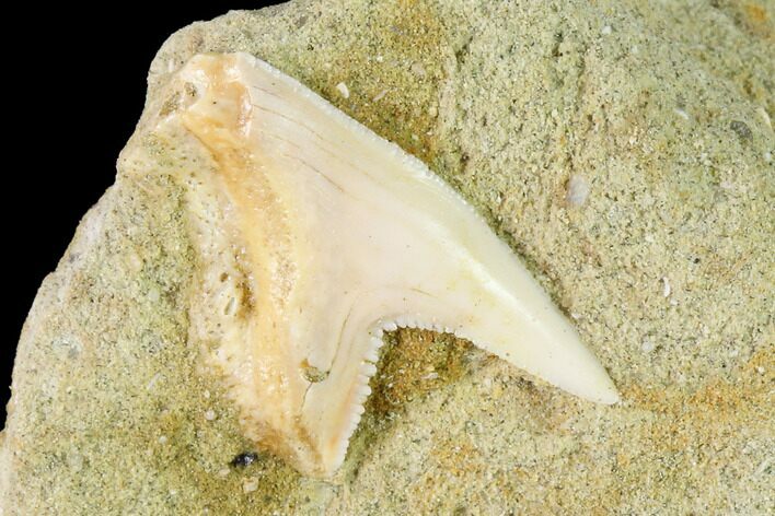 Fossil Shark (Physogaleus) Tooth - Bakersfield, CA #144462